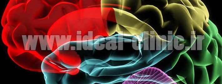 human-brain