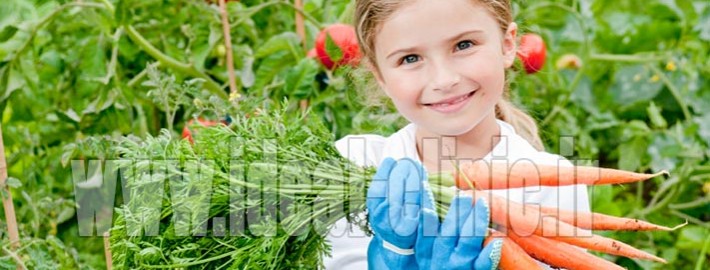 غذاهای ارگانیک