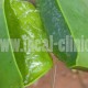 Aloe-Vera