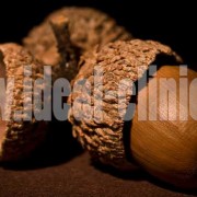 acorn-oak-nut