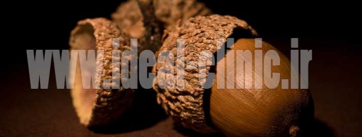 acorn-oak-nut