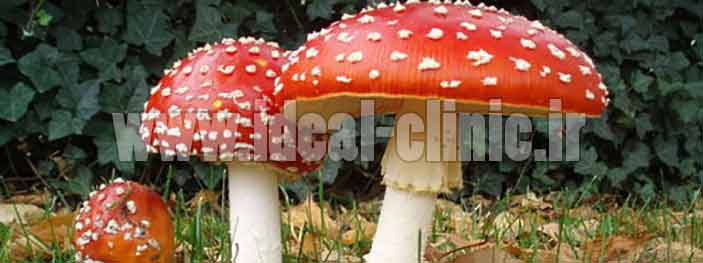 قارچ جای گوشت را میگیرد؟