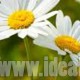 فواید بخور برای پوست