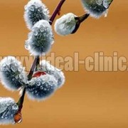ایا تخم شربتی لاغر می‌کند ؟!