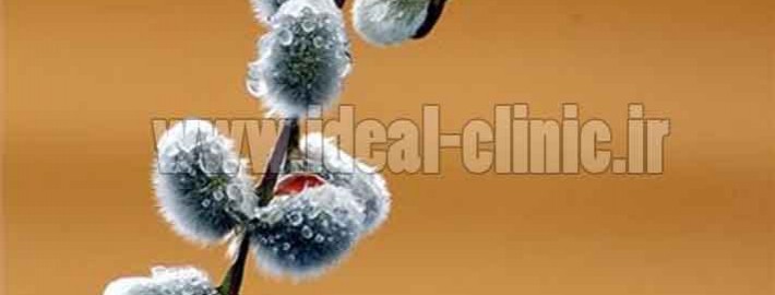ایا تخم شربتی لاغر می‌کند ؟!