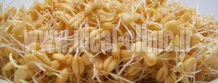 جوانه گندم