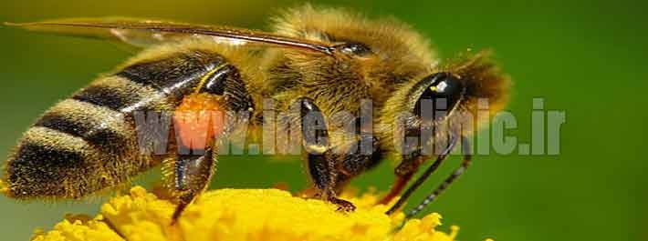 عسل و باکتری های مقاوم به آنتی بیوتیک